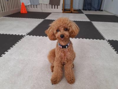 A様　トイ・プードル　ルルちゃん　[出張レッスン、デイトレーニング]